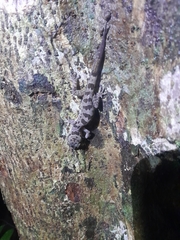 Cyrtodactylus