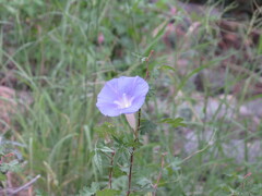 Ipomoea lindheimeri