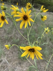 Helianthus salicifolius
