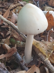 Amanita vaginata alba