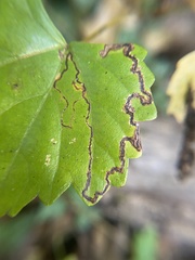 Phyllocnistis vitifoliella