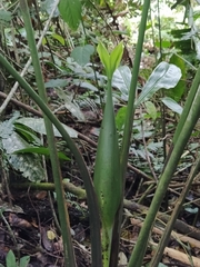 Cyclanthus bipartitus