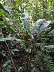 Cyclanthus bipartitus