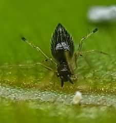 Coleosoma