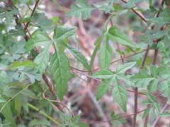 Ipomoea lindheimeri