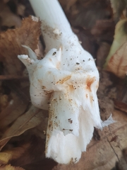 Amanita vaginata alba