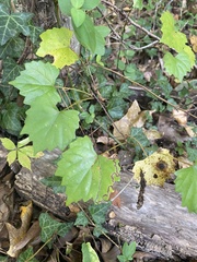 Phyllocnistis vitifoliella