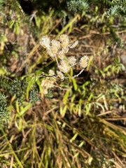 Anaphalis margaritacea