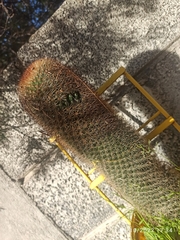 Mammillaria spinosissima