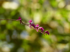Comparettia falcata