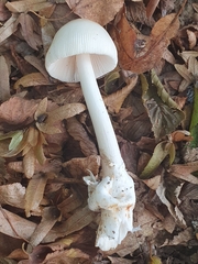 Amanita vaginata alba
