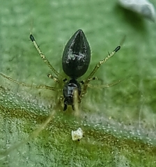 Coleosoma