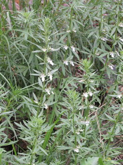 Teucrium cubense