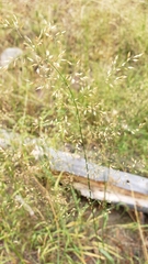 Agrostis stolonifera