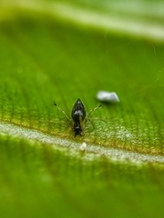 Coleosoma