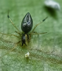 Coleosoma