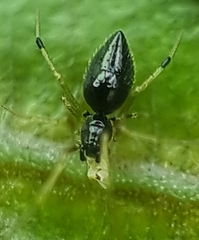 Coleosoma