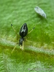 Coleosoma