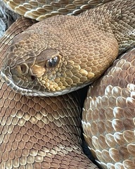 Crotalus ruber