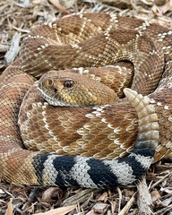 Crotalus ruber