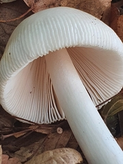 Amanita vaginata alba