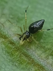 Coleosoma