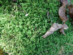 Callicladium imponens