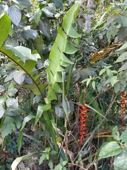 Heliconia dielsiana