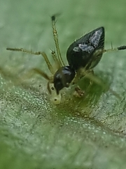 Coleosoma