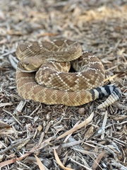 Crotalus ruber