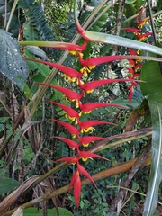 Heliconia dielsiana