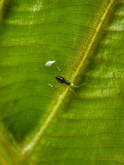Coleosoma