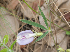 Clitoria guianensis