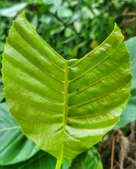 Coleosoma