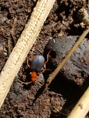 Brachinus
