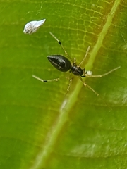 Coleosoma