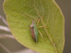 Diceraeus