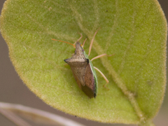 Diceraeus