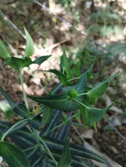 Euphorbia lathyris