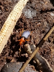 Brachinus