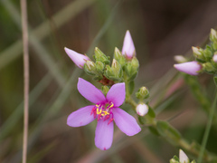 Microlicieae