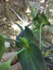 Euphorbia lathyris