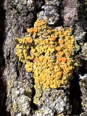 Xanthomendoza hasseana