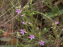 Microlicieae