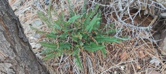 Polystichum imbricans