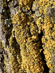 Xanthomendoza hasseana