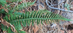 Polystichum imbricans