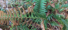 Polystichum imbricans