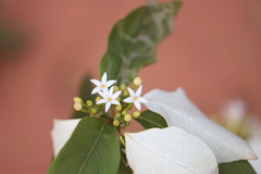 Coelospermum decipiens