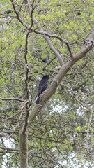 Knipolegus cyanirostris